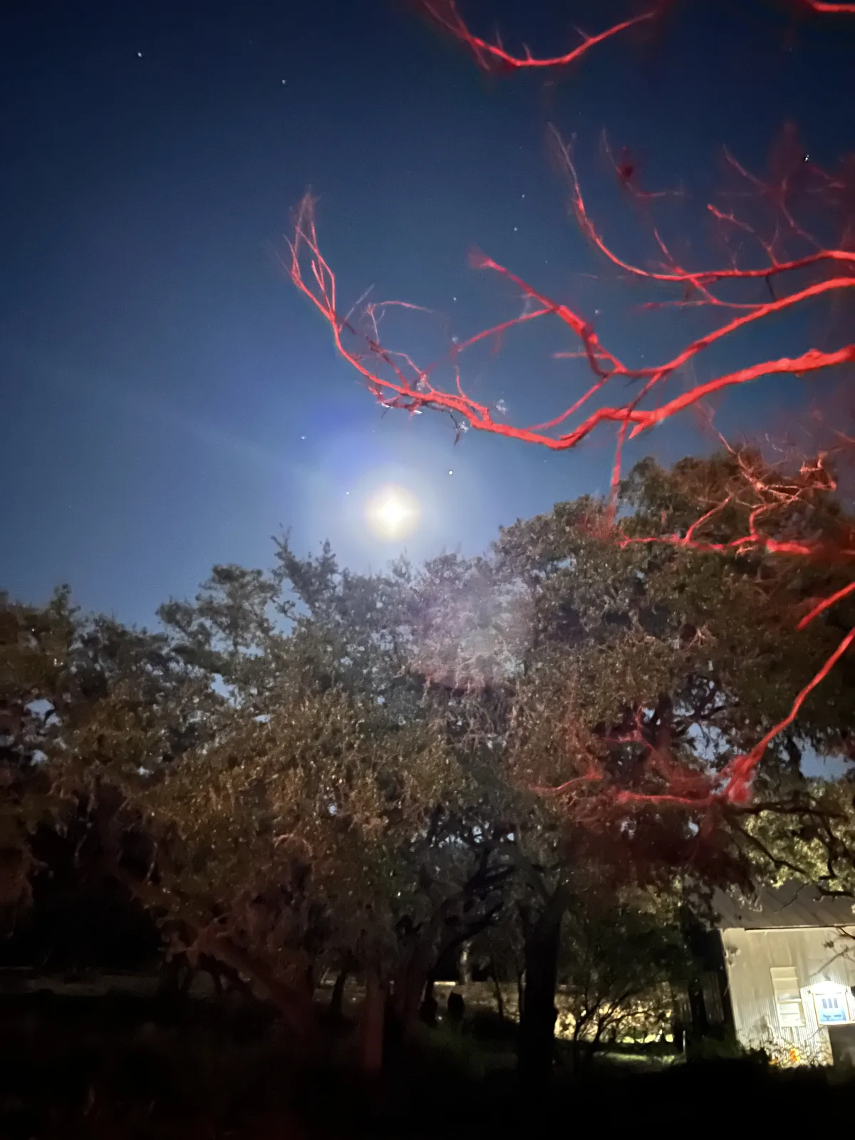 The moon glowing through bare tree branches over the grounds at night