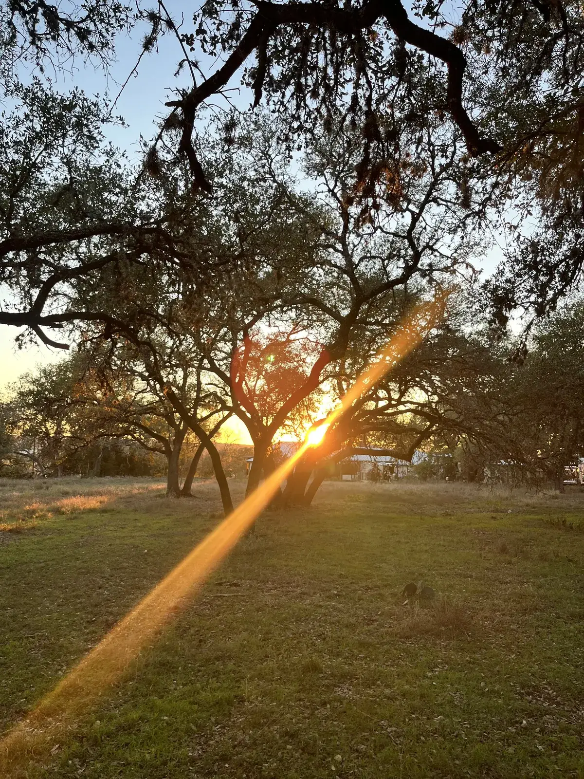 Golden hour sunlight streaming through the live oaks on the grounds
